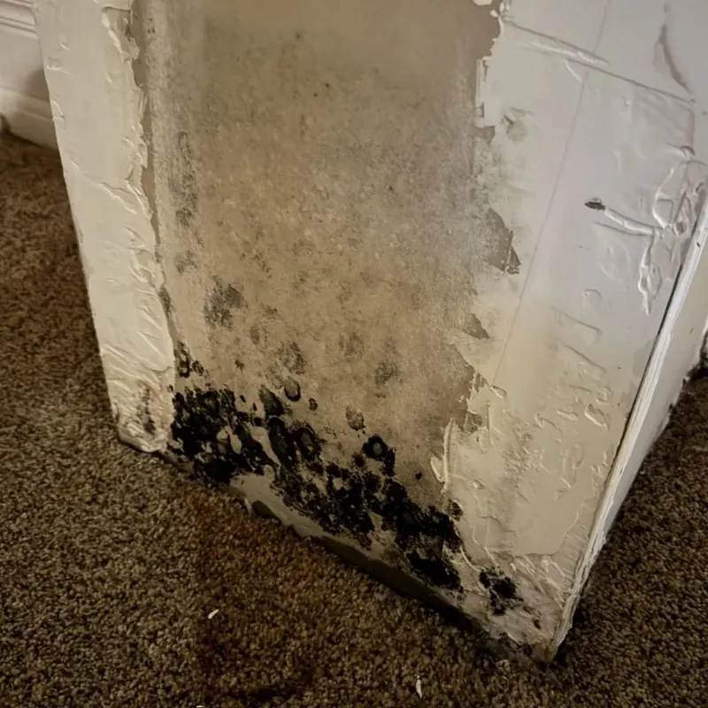 Professional Mold Removal in Montgomery County, MS